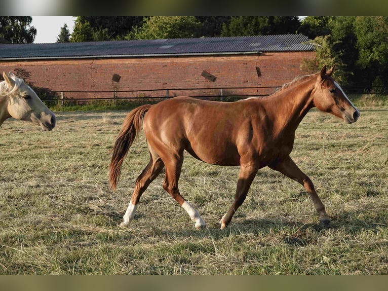 American Quarter Horse Merrie 2 Jaar 150 cm Vos in Erkelenz