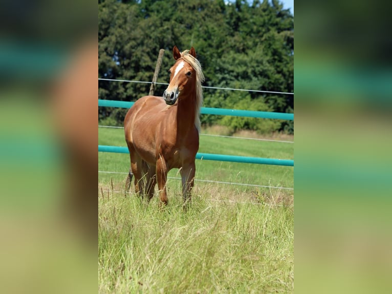 American Quarter Horse Merrie 2 Jaar 150 cm Vos in Hellenthal