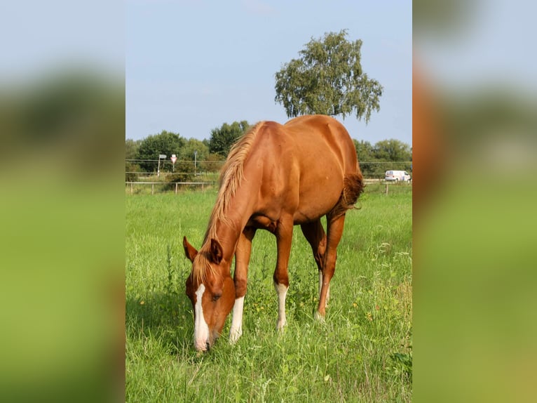 American Quarter Horse Merrie 2 Jaar 150 cm Vos in Celle
