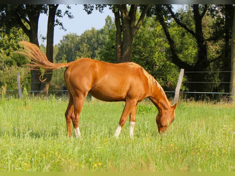 American Quarter Horse Merrie 2 Jaar 150 cm Vos in Celle