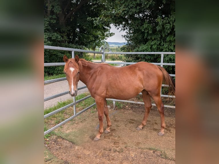 American Quarter Horse Merrie 2 Jaar 150 cm Vos in Theilenhofen