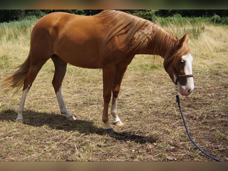 American Quarter Horse Merrie 2 Jaar 150 cm Vos in Treuenbrietzen