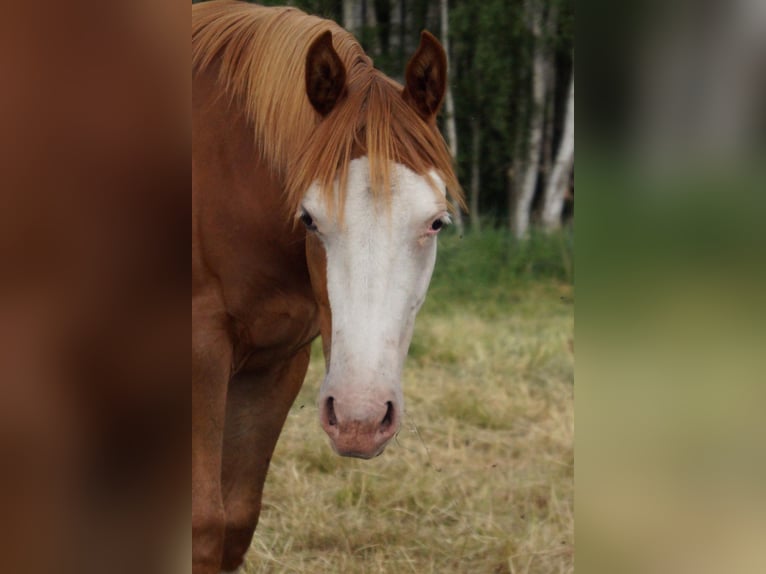 American Quarter Horse Merrie 2 Jaar 150 cm Vos in Treuenbrietzen