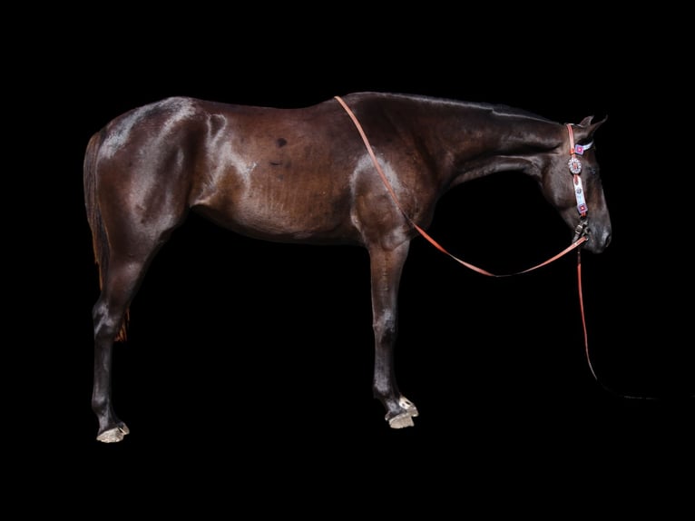 American Quarter Horse Merrie 2 Jaar 150 cm Zwart in Fort Collins