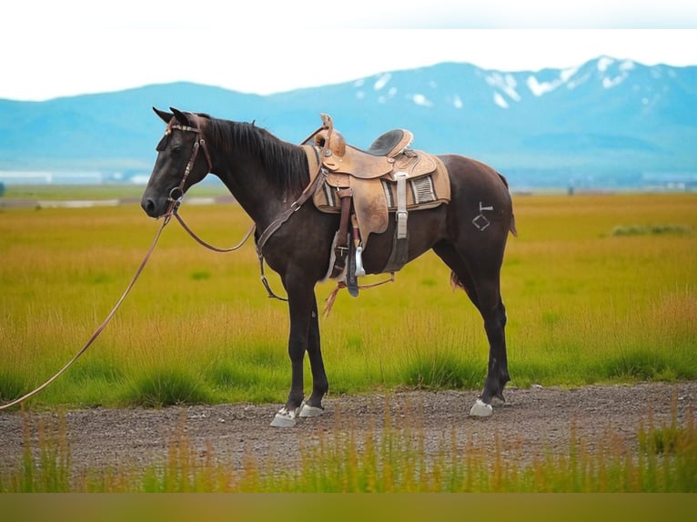 American Quarter Horse Merrie 2 Jaar 150 cm Zwart in Fort Collins