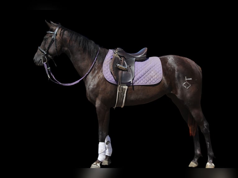 American Quarter Horse Merrie 2 Jaar 150 cm Zwart in Fort Collins