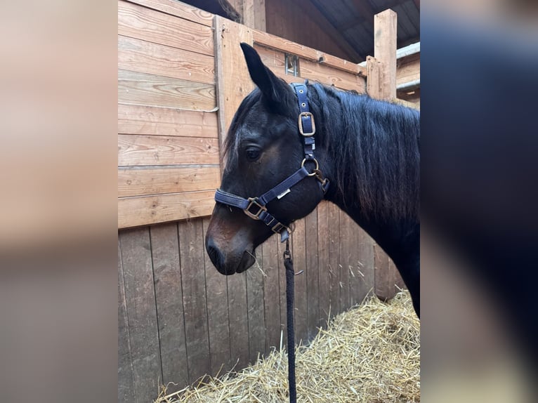 American Quarter Horse Merrie 2 Jaar 150 cm Zwartbruin in Wilhelmsburg