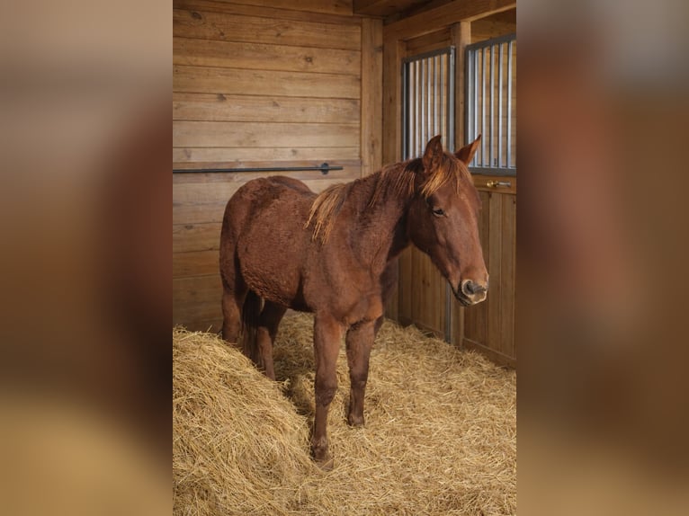 American Quarter Horse Merrie 2 Jaar 152 cm Bruin in 1317