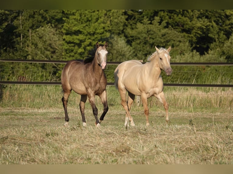 American Quarter Horse Merrie 2 Jaar 152 cm Buckskin in Erkelenz