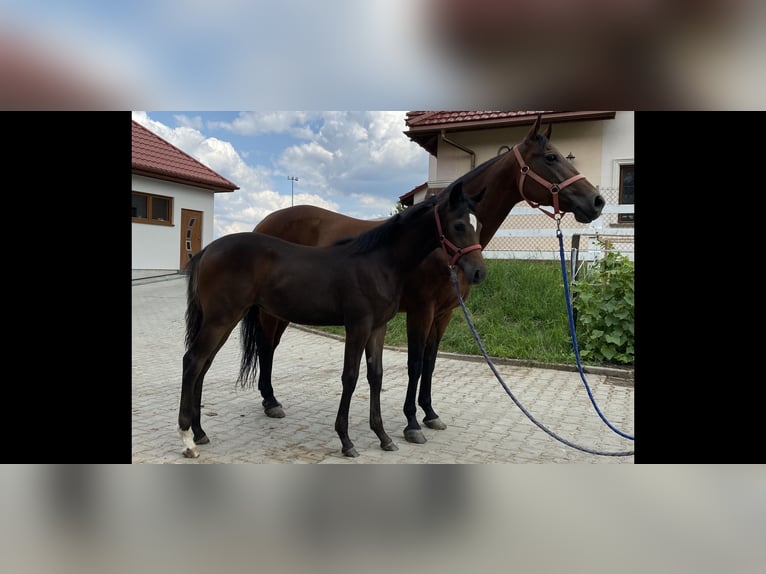 American Quarter Horse Mix Merrie 2 Jaar 152 cm Donkerbruin in Skrzyszów