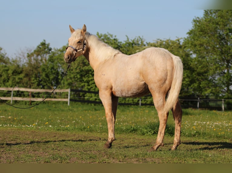 American Quarter Horse Merrie 2 Jaar 152 cm Palomino in Börgerende-Rethwisch