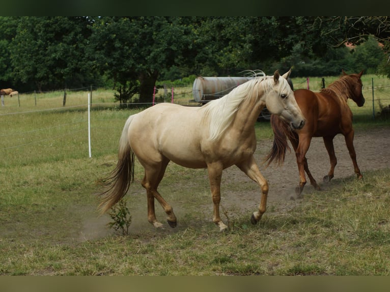 American Quarter Horse Merrie 2 Jaar 152 cm Palomino in Linsburg