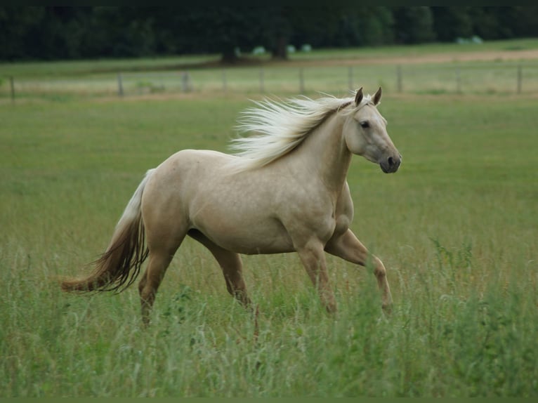 American Quarter Horse Merrie 2 Jaar 152 cm Palomino in Linsburg