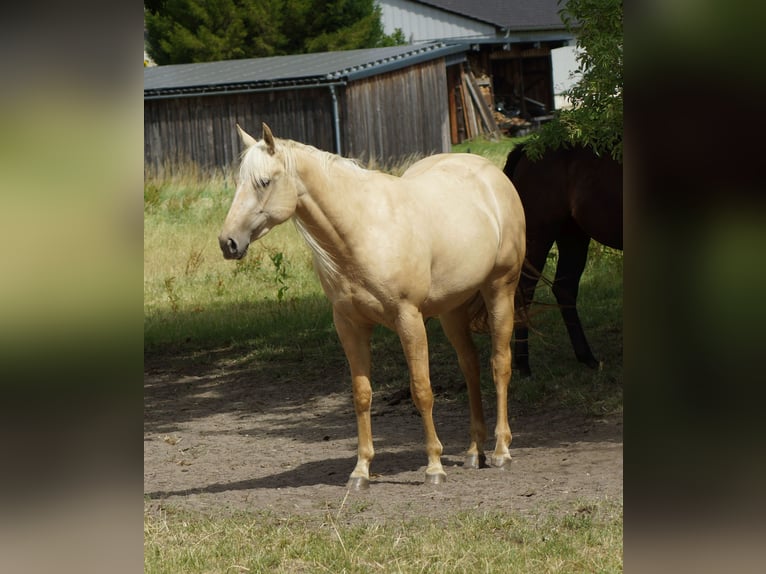 American Quarter Horse Merrie 2 Jaar 152 cm Palomino in Linsburg