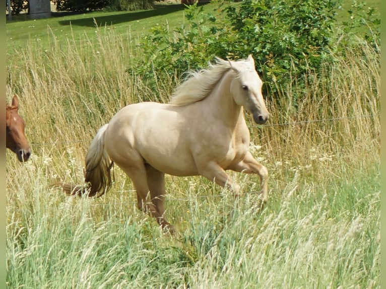American Quarter Horse Merrie 2 Jaar 152 cm Palomino in Linsburg