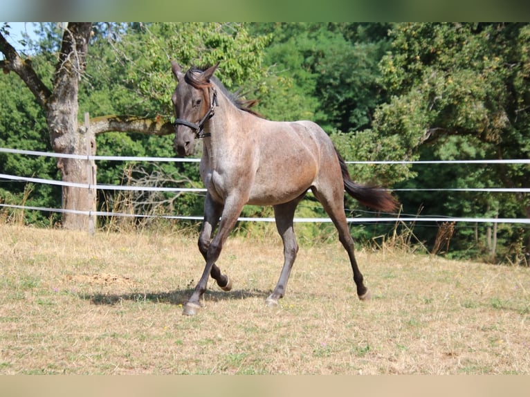 American Quarter Horse Merrie 2 Jaar 152 cm Roan-Blue in Breitenbach