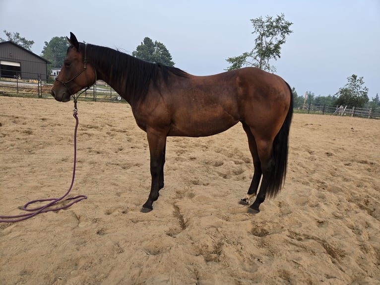 American Quarter Horse Merrie 2 Jaar 152 cm Roodbruin in Brechin,  ontario