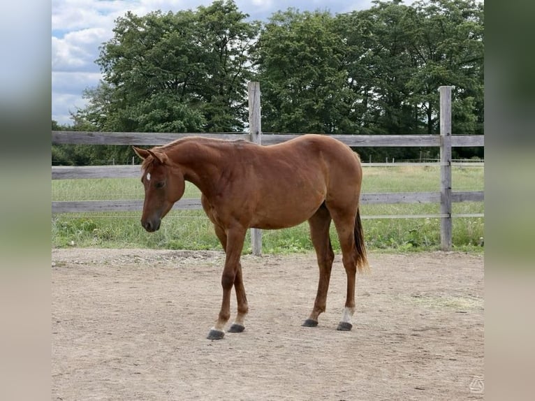 American Quarter Horse Merrie 2 Jaar 152 cm Vos in Rheinfelden