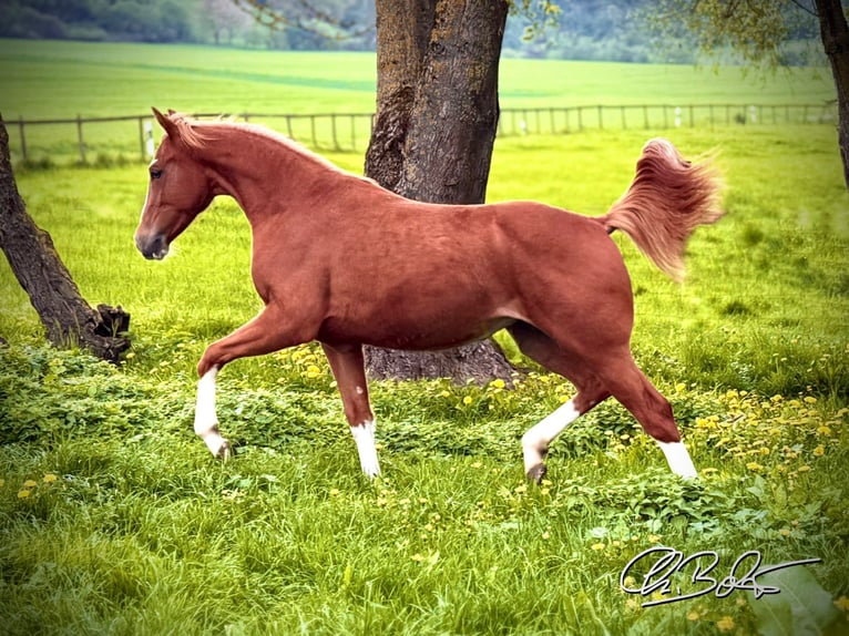 American Quarter Horse Merrie 2 Jaar 152 cm Vos in Liebenau