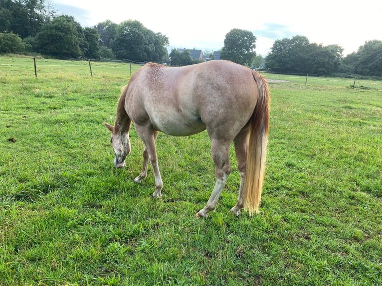 American Quarter Horse Merrie 2 Jaar 152 cm in Duisburg
