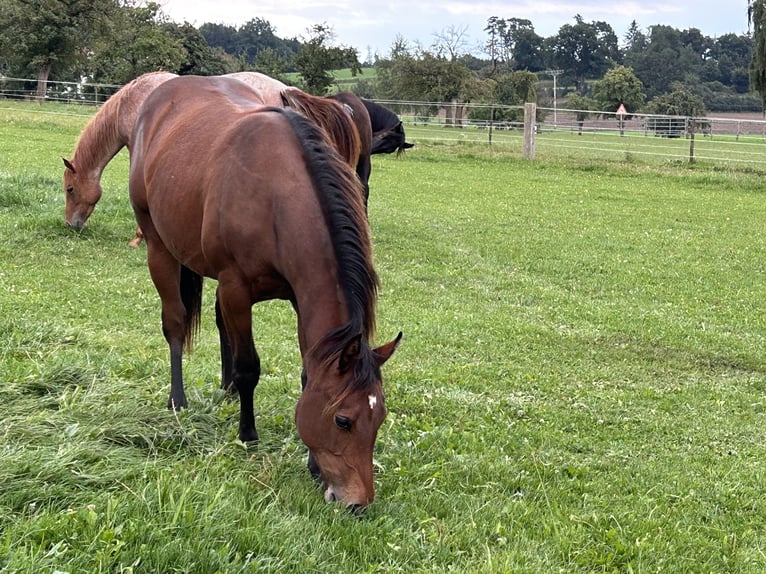 American Quarter Horse Merrie 2 Jaar 153 cm Bruin in Fleischwangen