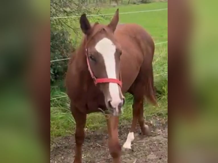 American Quarter Horse Merrie 2 Jaar 153 cm Donkere-vos in Wasserburg am Inn