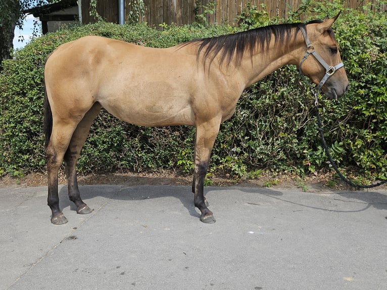 American Quarter Horse Merrie 2 Jaar 153 cm Dunalino in Bergkamen American Quarter Horse Merrie 2 Jaar 153 cm Dunalino in Bergkamen