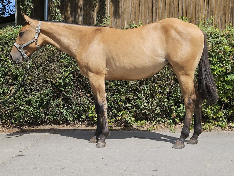 American Quarter Horse Merrie 2 Jaar 153 cm Dunalino in Bergkamen American Quarter Horse Merrie 2 Jaar 153 cm Dunalino in Bergkamen