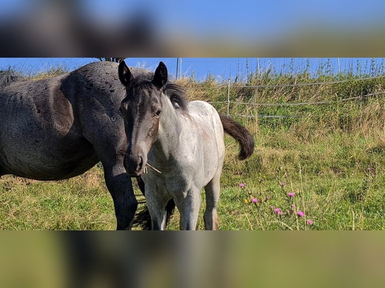 American Quarter Horse Merrie 2 Jaar 153 cm Roan-Blue in Langenbach