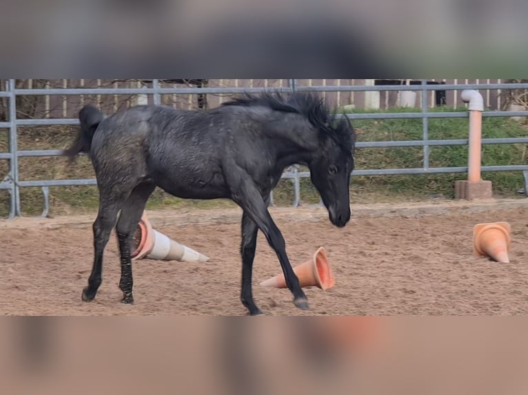 American Quarter Horse Merrie 2 Jaar 153 cm Roan-Blue in Langenbach