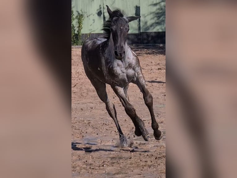 American Quarter Horse Merrie 2 Jaar 153 cm Roan-Blue in Langenbach