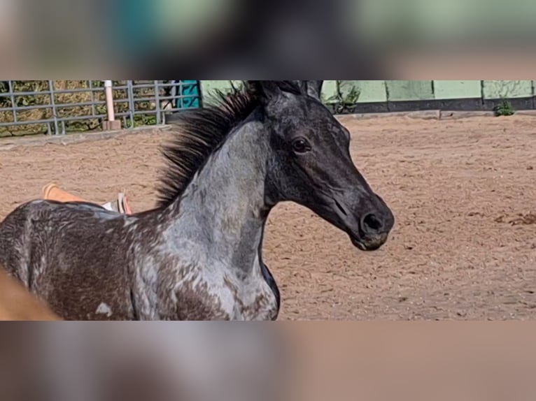 American Quarter Horse Merrie 2 Jaar 153 cm Roan-Blue in Langenbach