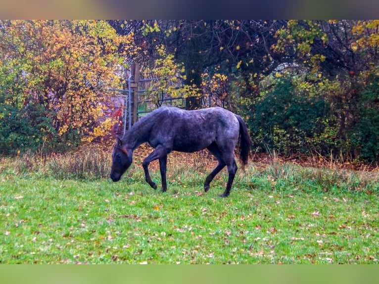 American Quarter Horse Merrie 2 Jaar 153 cm Roan-Blue in Breitenbach