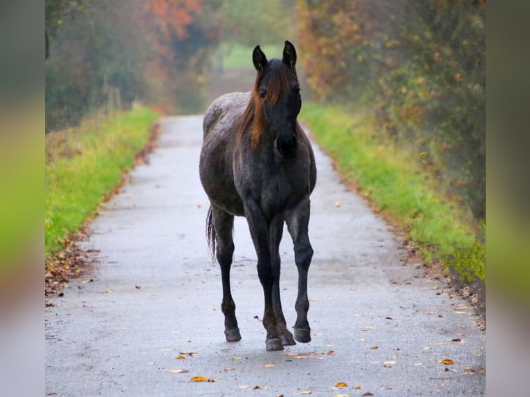 American Quarter Horse Merrie 2 Jaar 153 cm Roan-Blue in Breitenbach