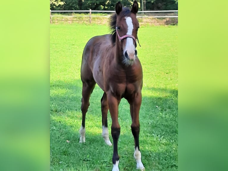 American Quarter Horse Merrie 2 Jaar 154 cm Bruin in Bedburg-Hau