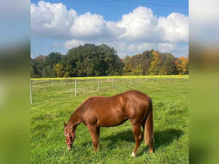 American Quarter Horse Merrie 2 Jaar 154 cm Donkere-vos in Wasserburg am Inn