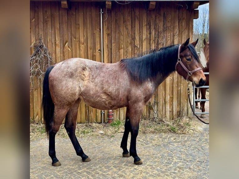 American Quarter Horse Merrie 2 Jaar 154 cm Roan-Bay in Ensdorf