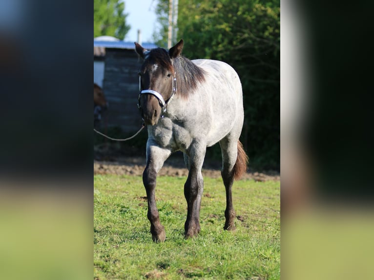 American Quarter Horse Merrie 2 Jaar 154 cm Roan-Blue in Elmenhorst-Lichtenhagen