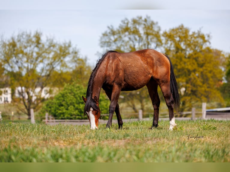 American Quarter Horse Merrie 2 Jaar 155 cm Bruin in Stahnsdorf