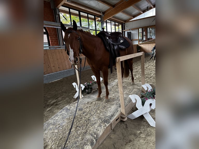American Quarter Horse Merrie 2 Jaar 155 cm Donkere-vos in Gro&#xDF; Ippener