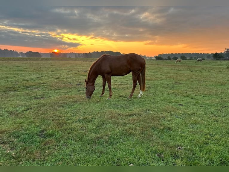 American Quarter Horse Merrie 2 Jaar 155 cm Donkere-vos in Gro&#xDF; Ippener
