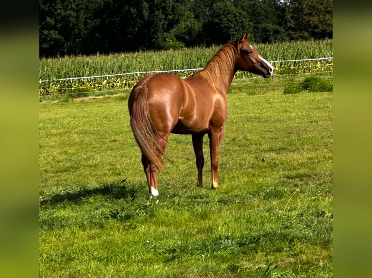 American Quarter Horse Merrie 2 Jaar 155 cm Donkere-vos in Gro&#xDF; Ippener