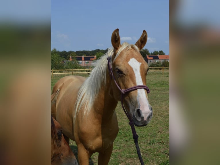 American Quarter Horse Merrie 2 Jaar 155 cm Palomino in Leuvenheim