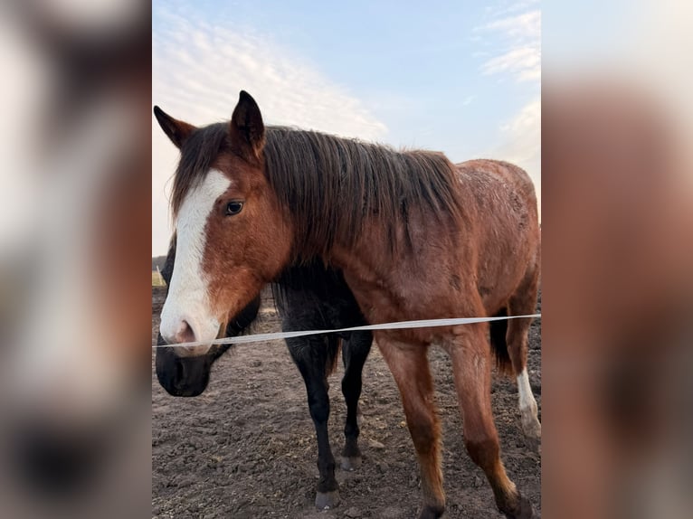 American Quarter Horse Merrie 2 Jaar 155 cm Roan-Bay in Rostock