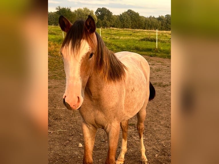 American Quarter Horse Merrie 2 Jaar 155 cm Roan-Red in Rostock