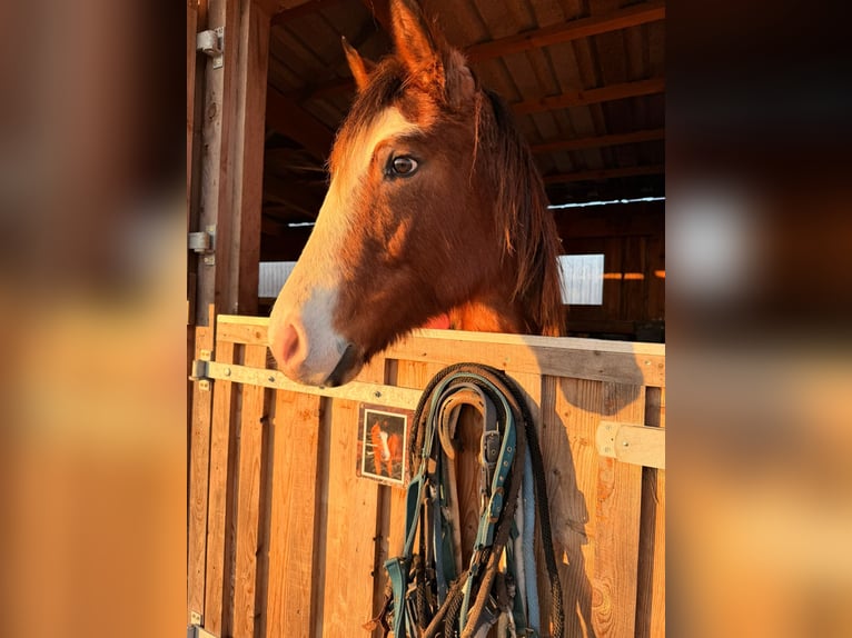 American Quarter Horse Merrie 2 Jaar 155 cm Roan-Red in Rostock