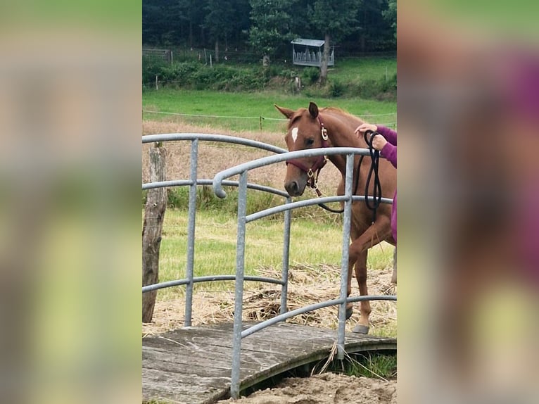 American Quarter Horse Merrie 2 Jaar 155 cm Vos in Haltern am See