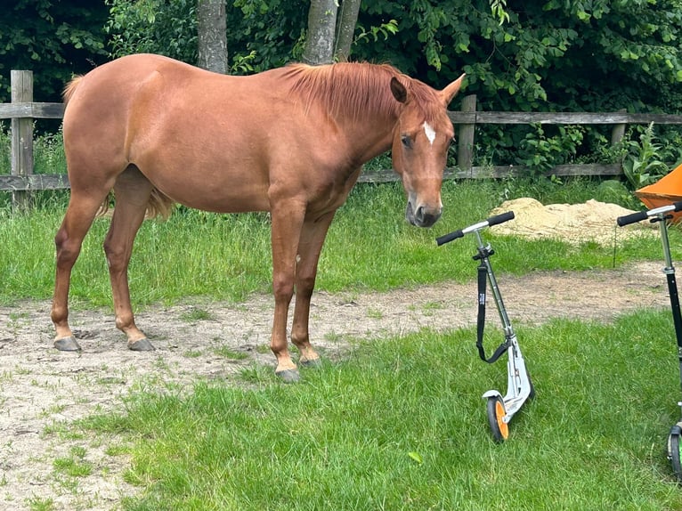 American Quarter Horse Merrie 2 Jaar 155 cm Vos in Haltern am See