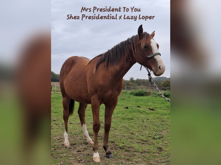 American Quarter Horse Merrie 2 Jaar 156 cm Bruin in Echternacherbrück