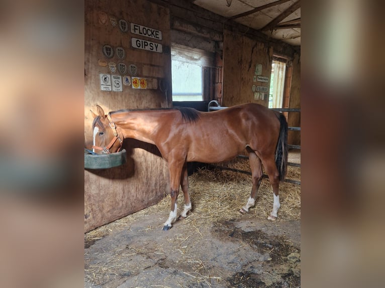 American Quarter Horse Merrie 2 Jaar 156 cm Bruin in Eberbach